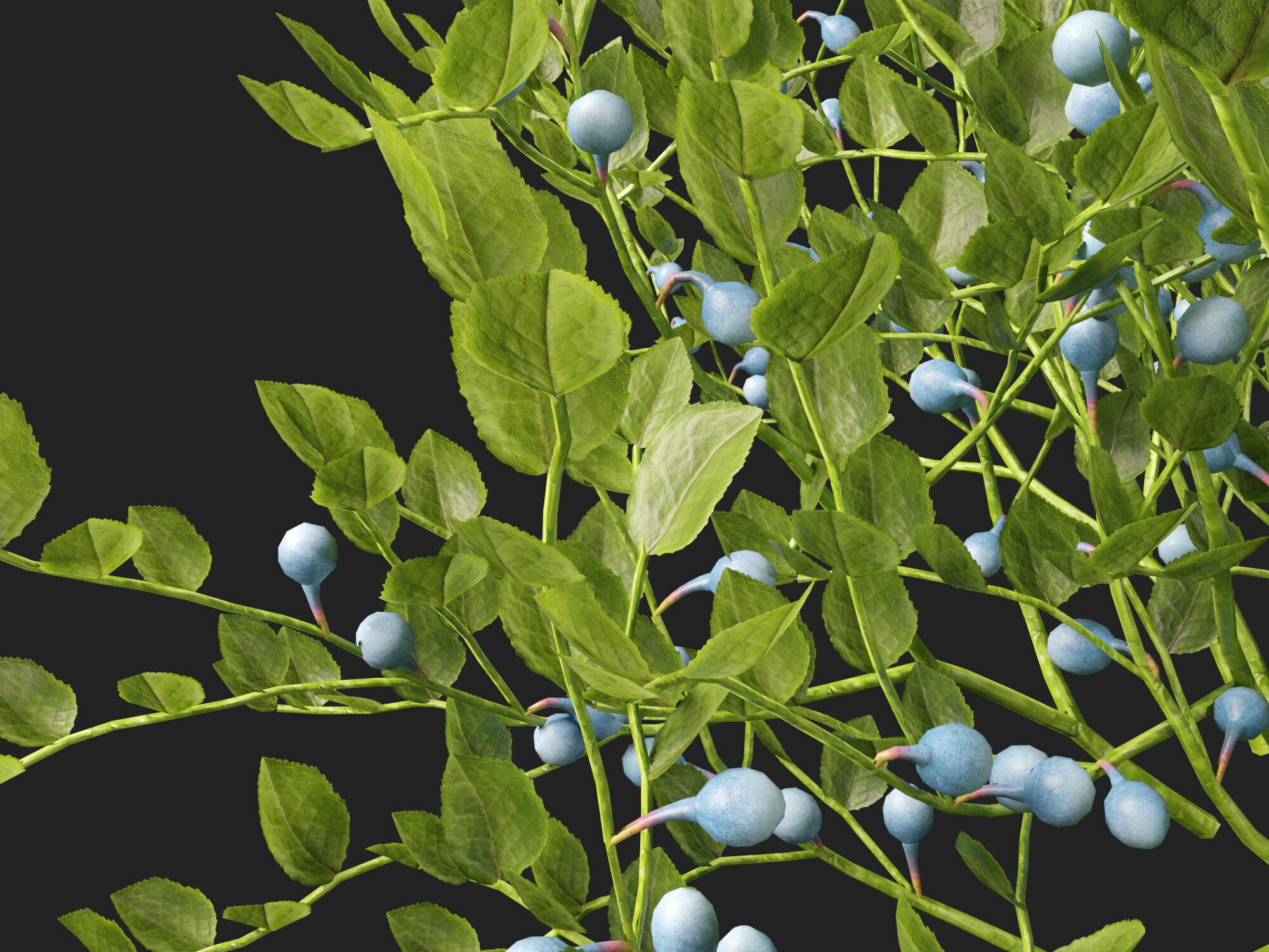 Highpoly Low poly - Vaccinium myrtillus - bilberry Low-poly 3D model_2