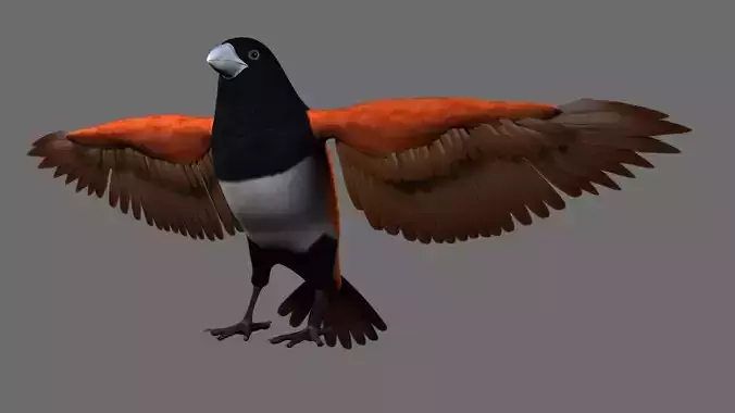Munia Rigging and Animation 3D model