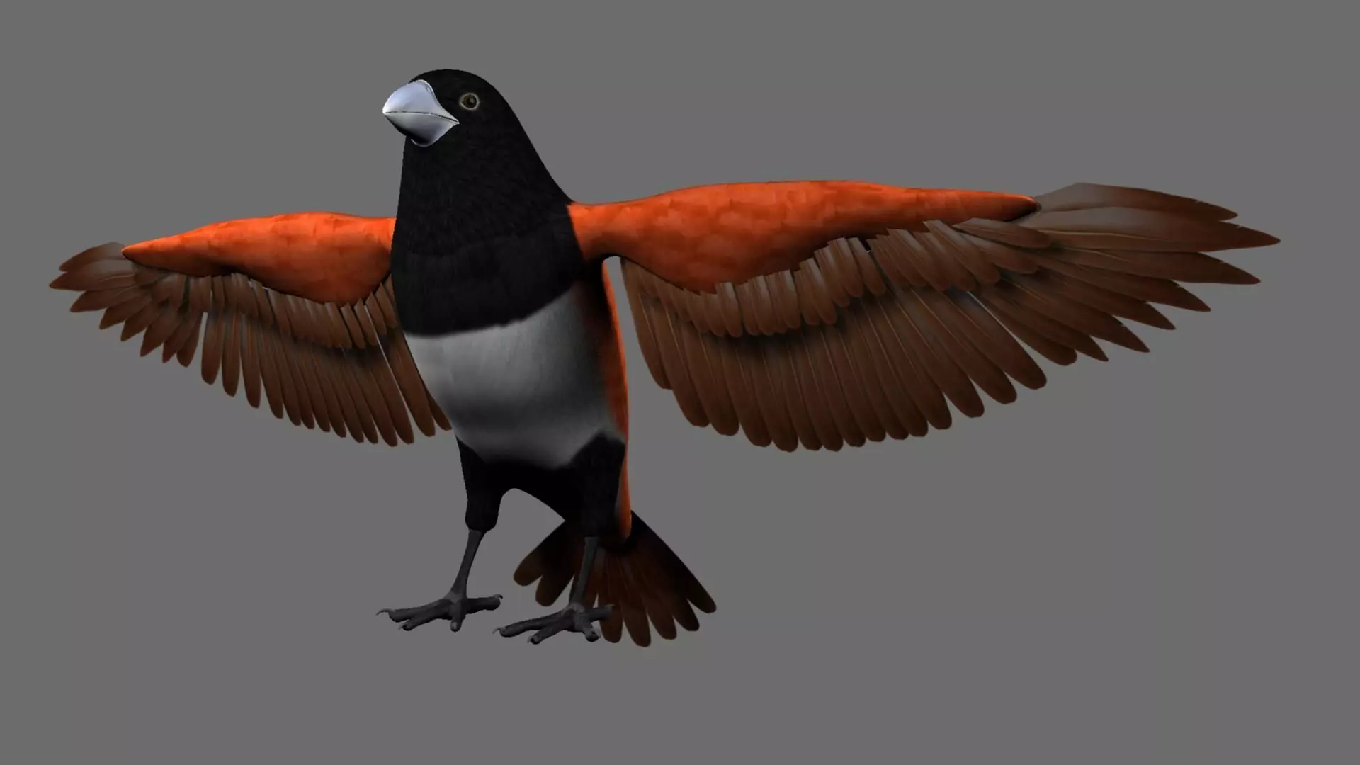 Munia Rigging and Animation 3D model_0
