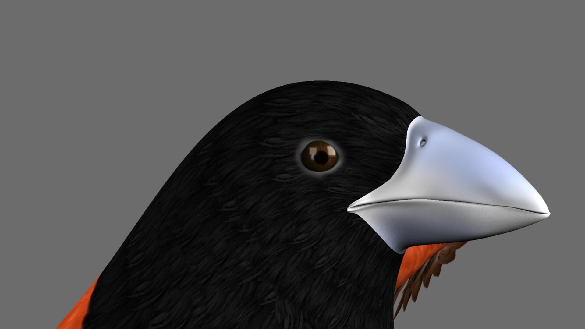 Munia Rigging and Animation 3D model_14