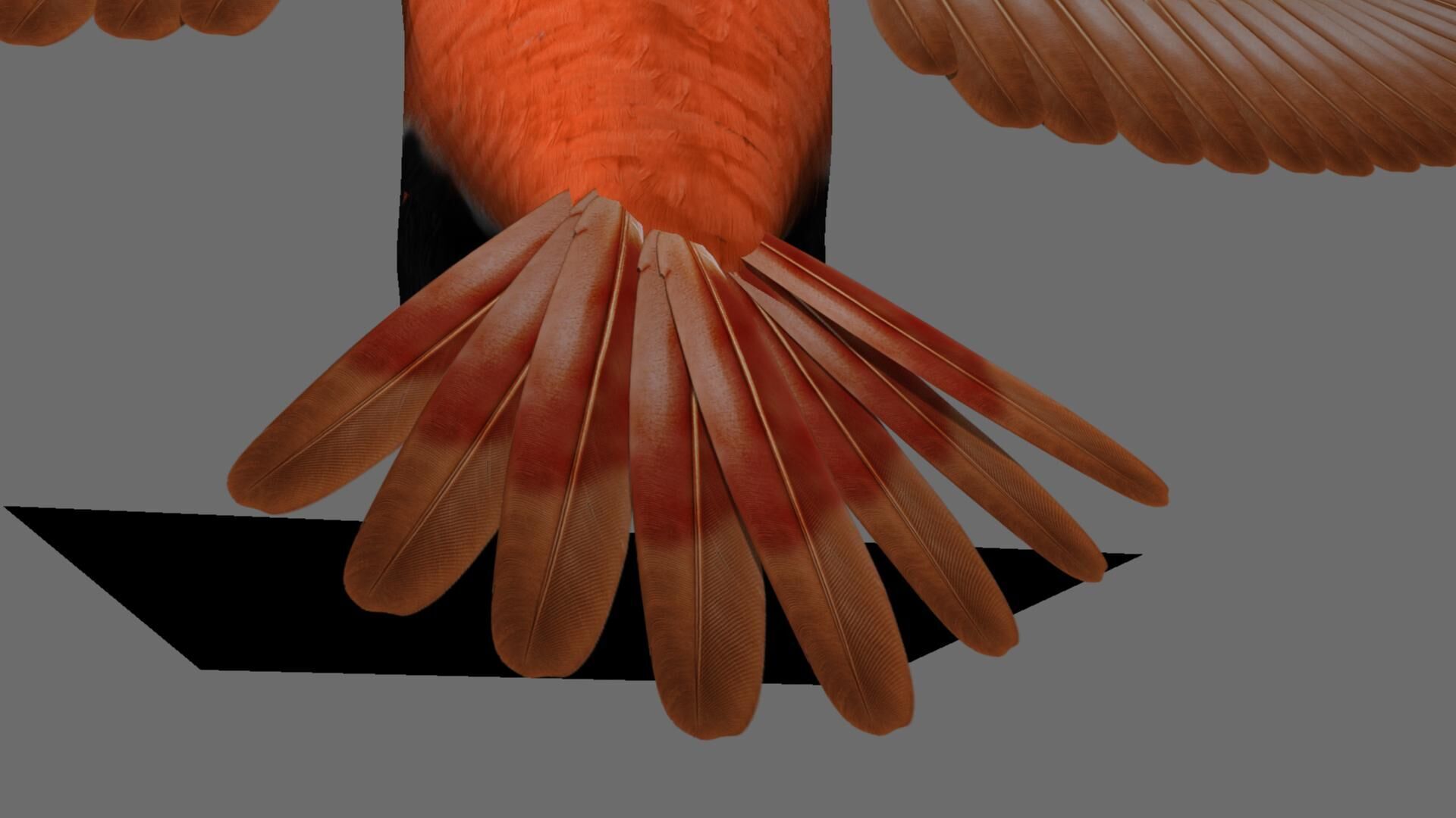 Munia Rigging and Animation 3D model_5