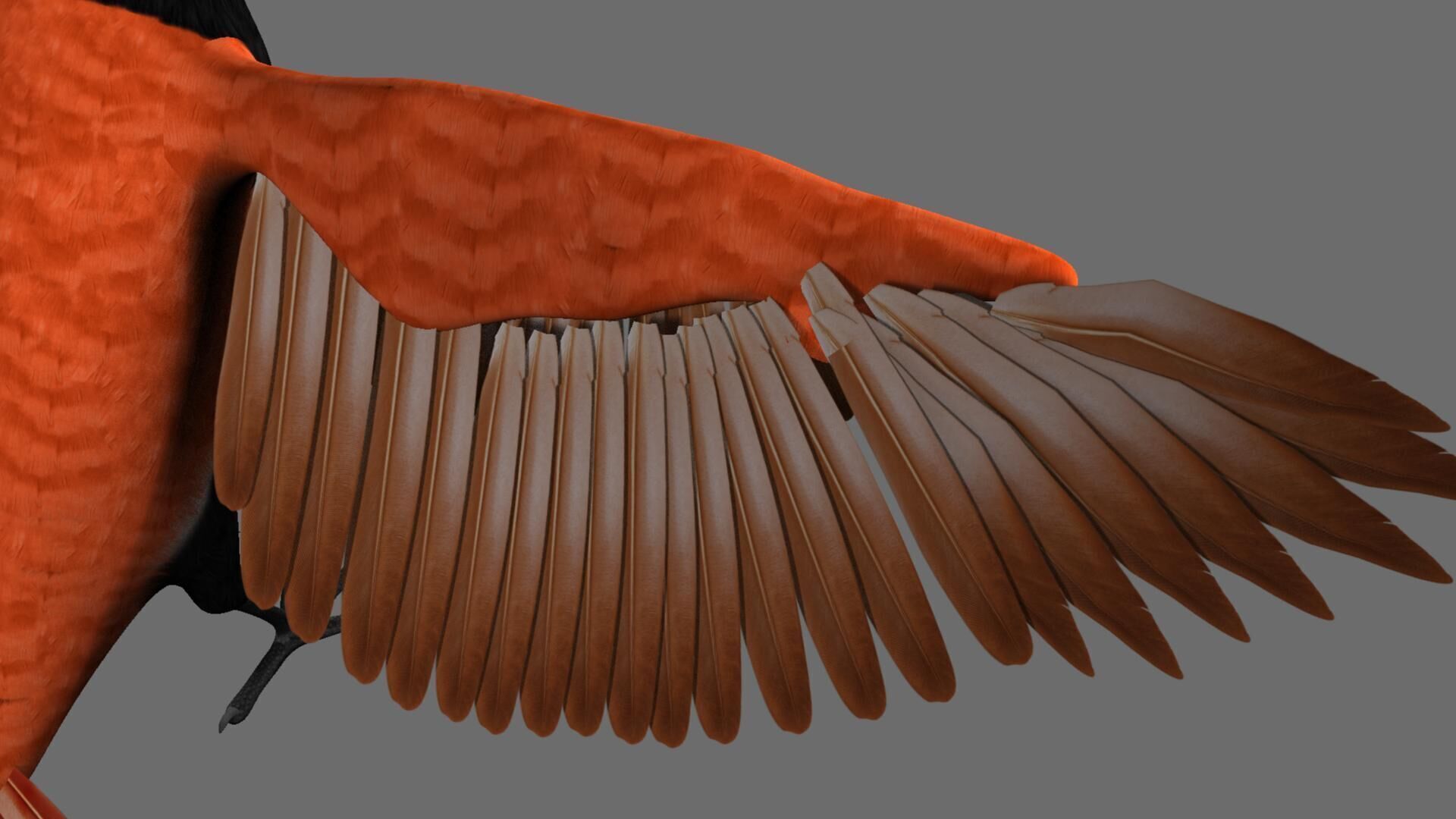 Munia Rigging and Animation 3D model_3