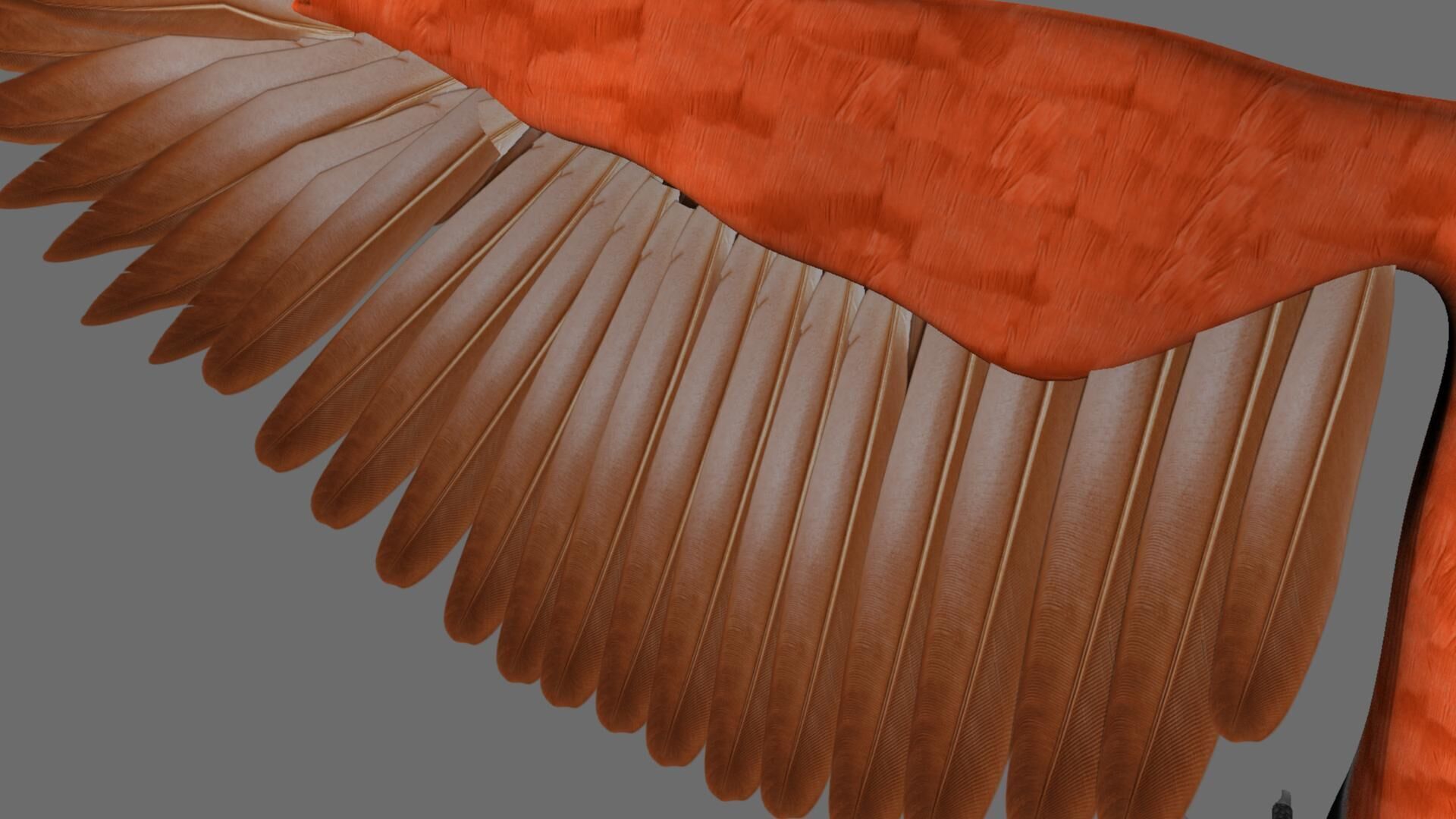 Munia Rigging and Animation 3D model_44