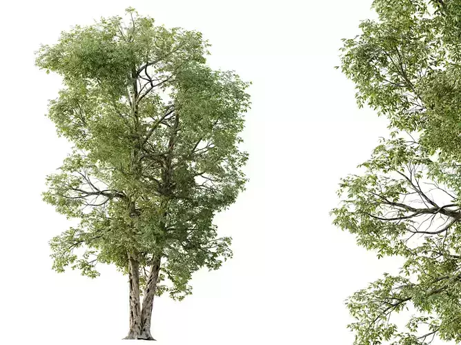 AV Plants Carya Glabra Ovalis Caryer Rouge Hickory03 3D model