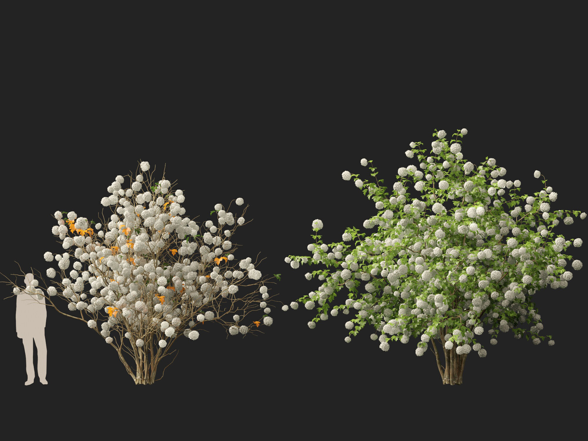 Highpoly Low poly - Viburnum opulus - Guelder Rose Low-poly 3D model_13