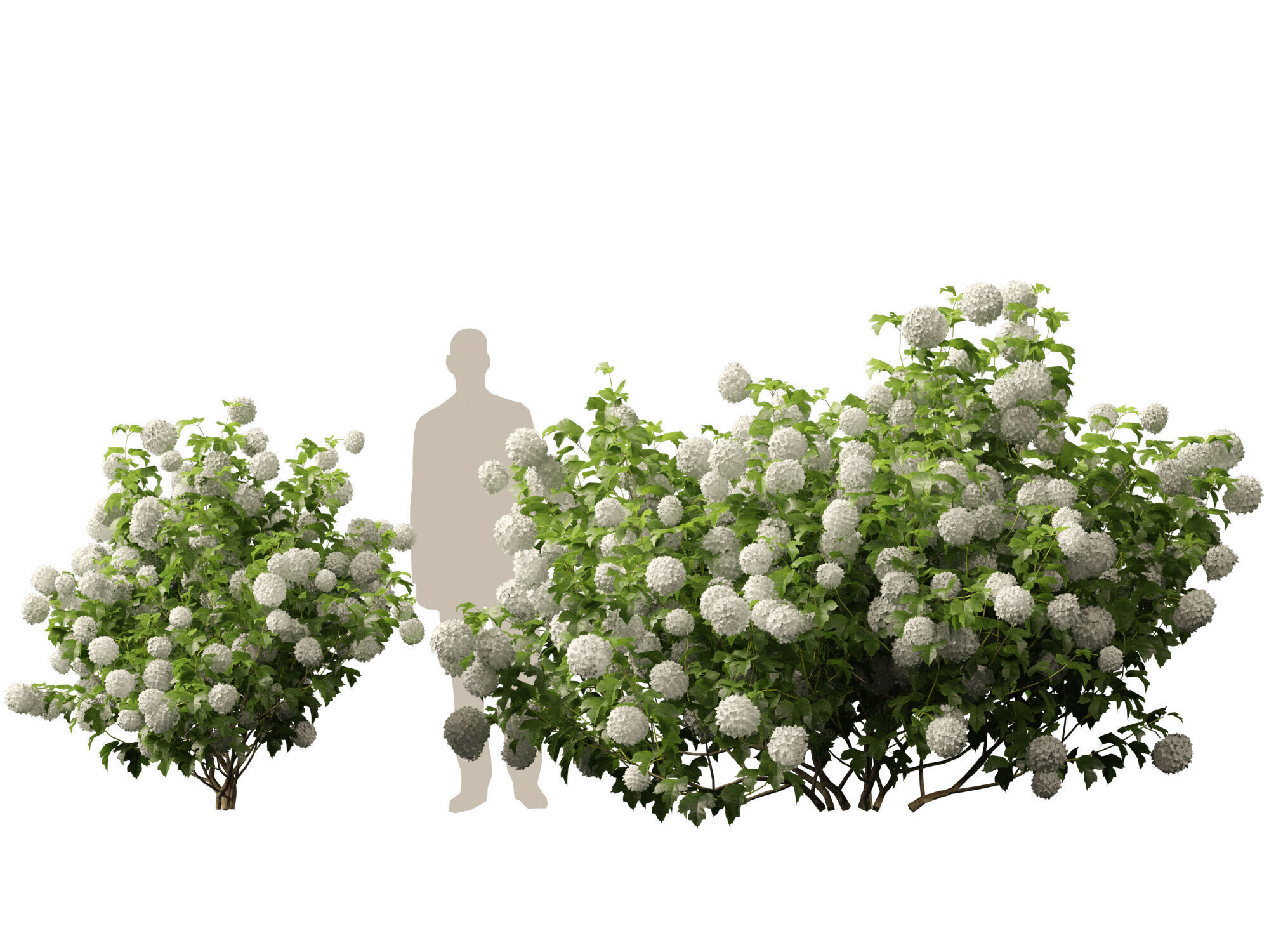 Highpoly Low poly - Viburnum opulus - Guelder Rose Low-poly 3D model_8