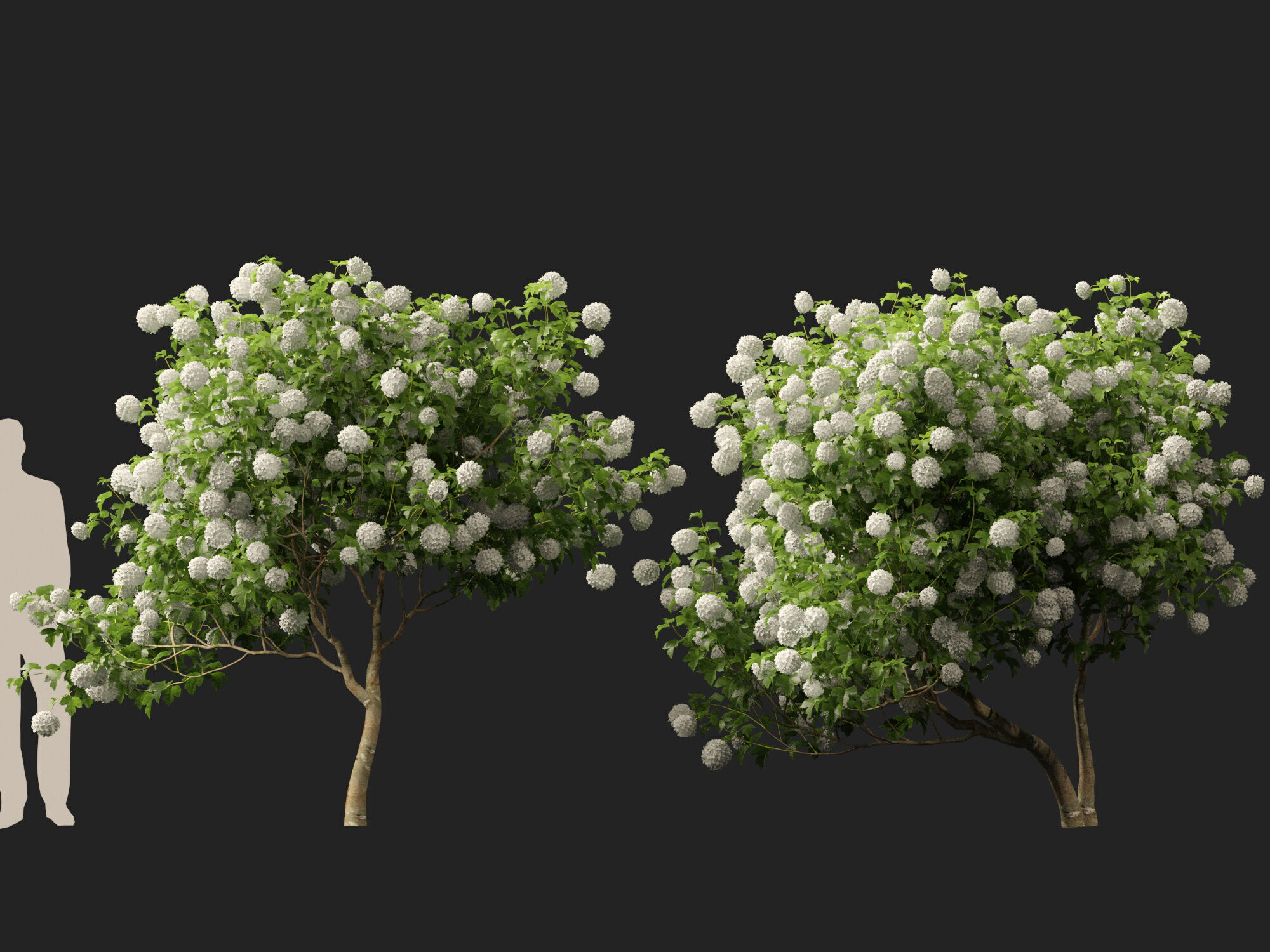Highpoly Low poly - Viburnum opulus - Guelder Rose Low-poly 3D model_11