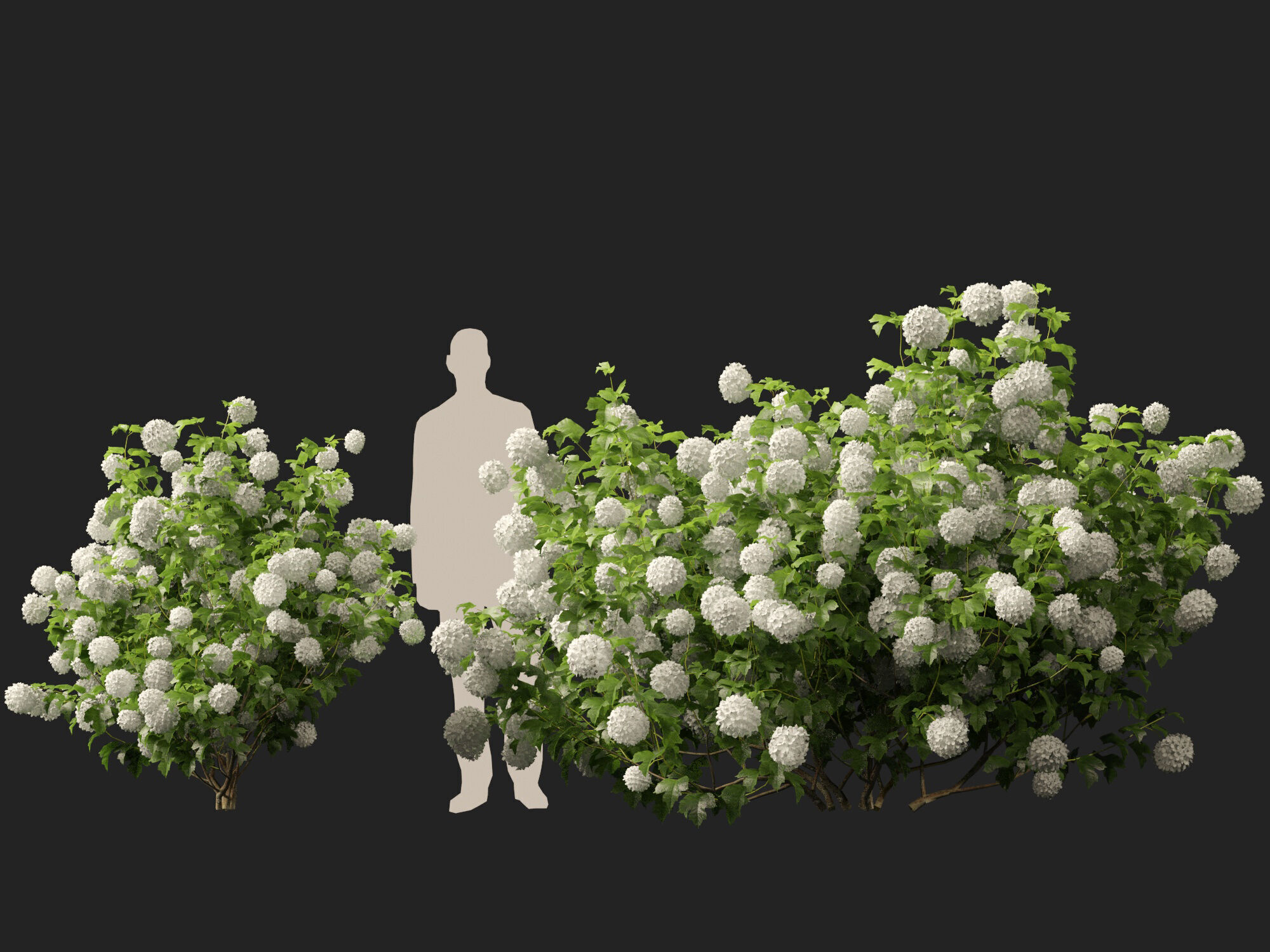 Highpoly Low poly - Viburnum opulus - Guelder Rose Low-poly 3D model_9