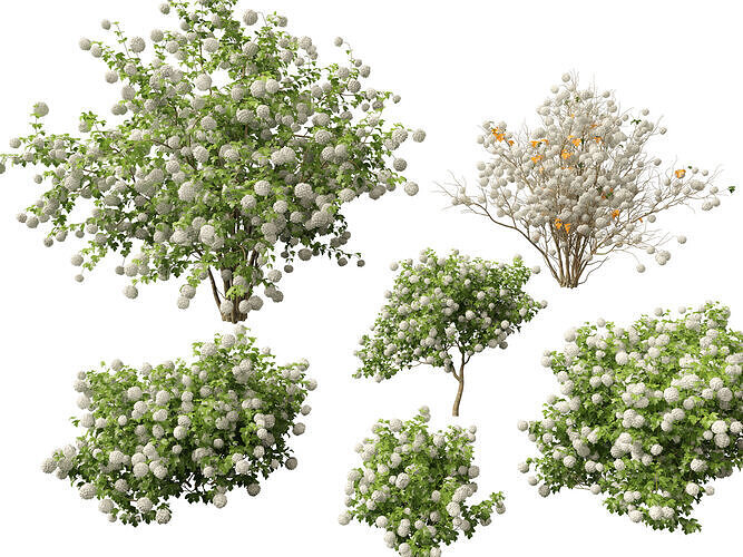 Highpoly Low poly - Viburnum opulus - Guelder Rose Low-poly 3D model