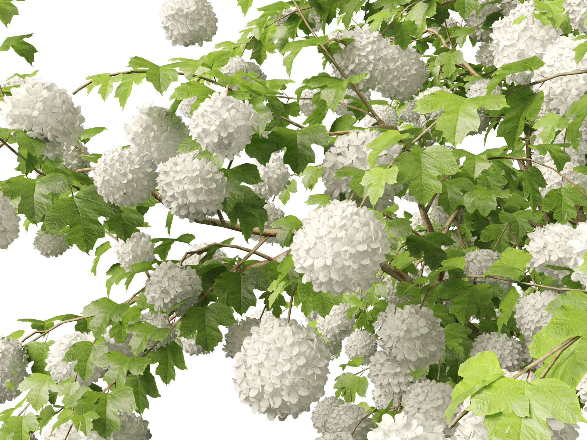 Highpoly Low poly - Viburnum opulus - Guelder Rose Low-poly 3D model_3