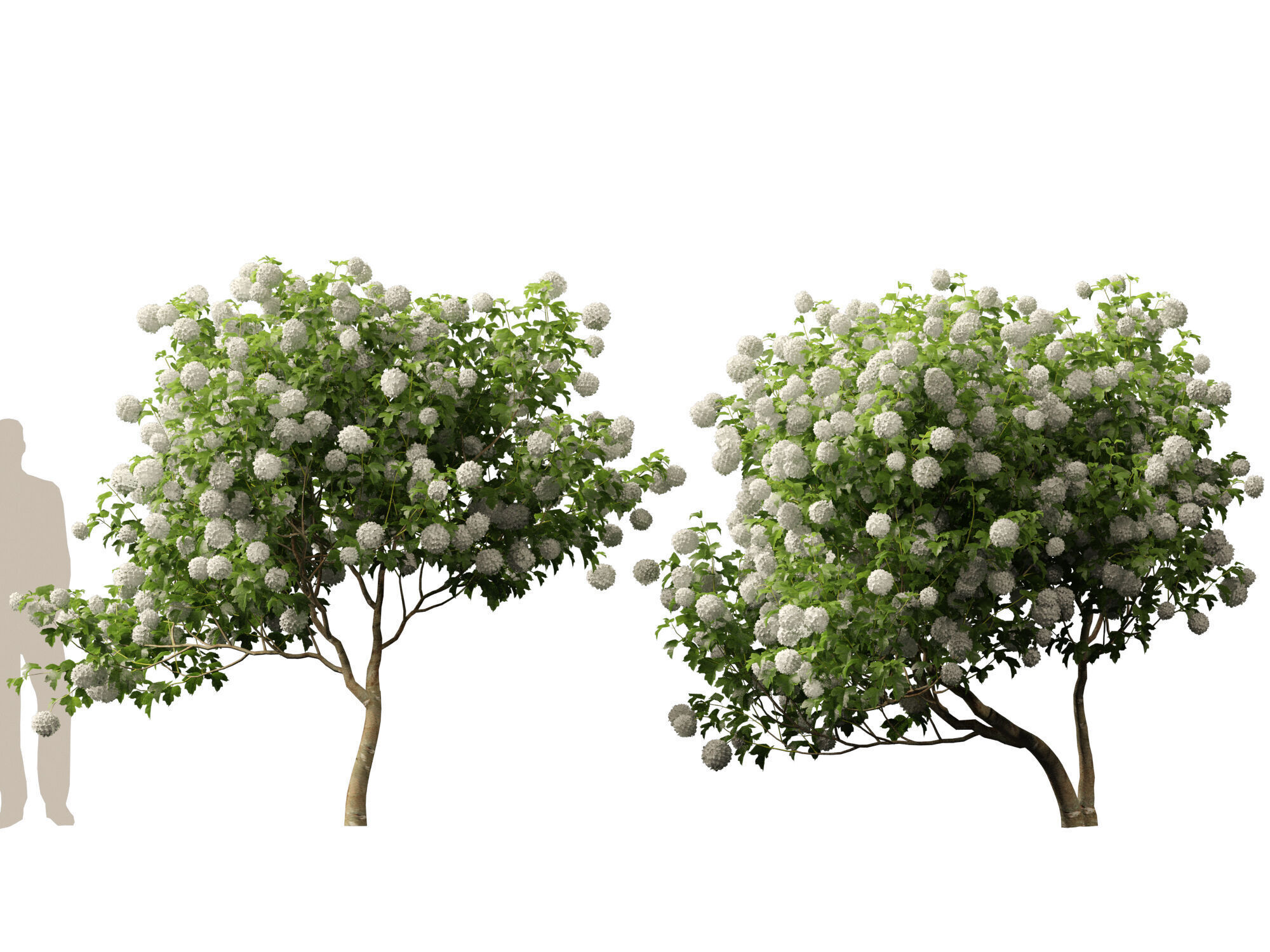 Highpoly Low poly - Viburnum opulus - Guelder Rose Low-poly 3D model_10