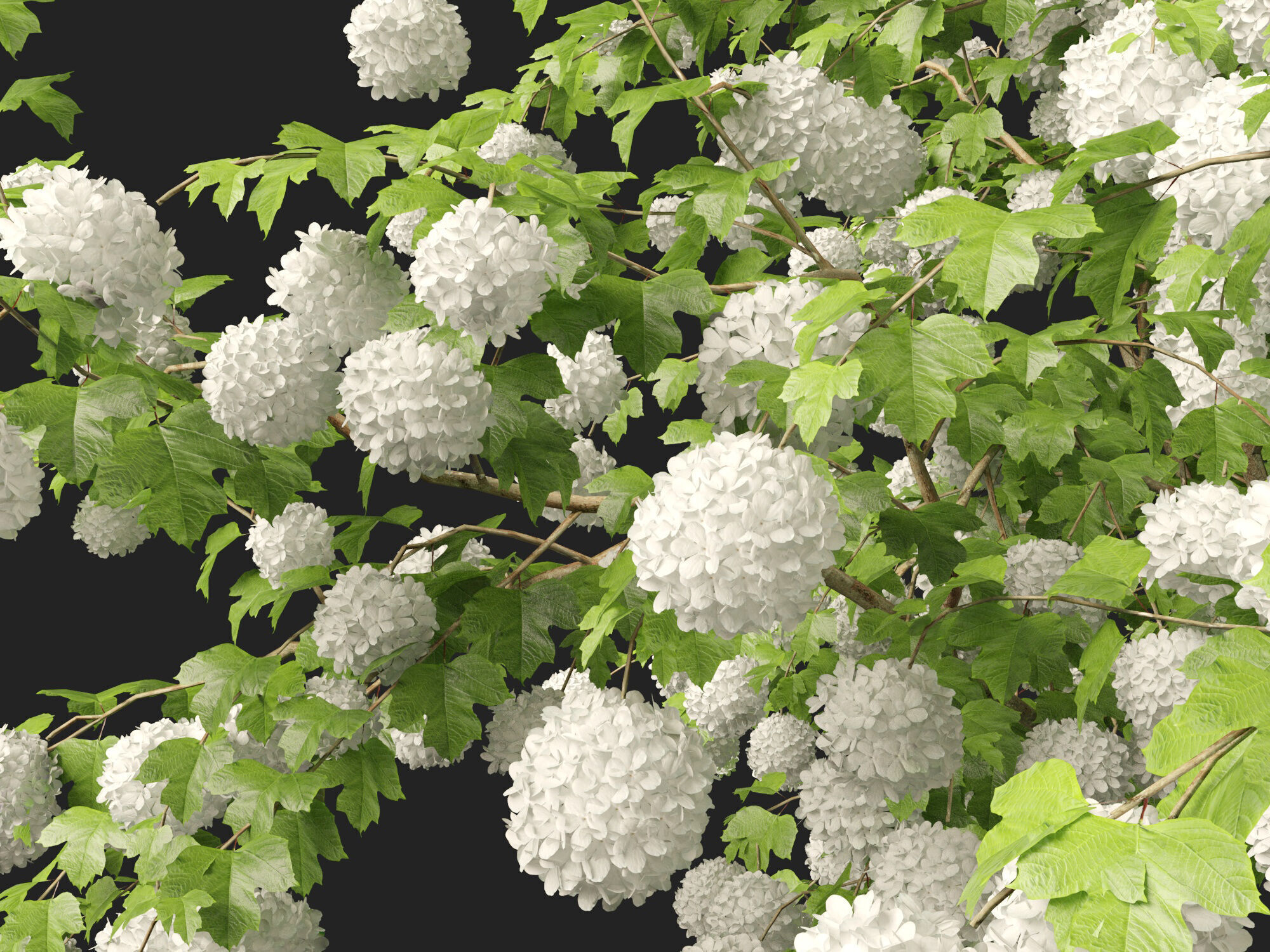 Highpoly Low poly - Viburnum opulus - Guelder Rose Low-poly 3D model_4