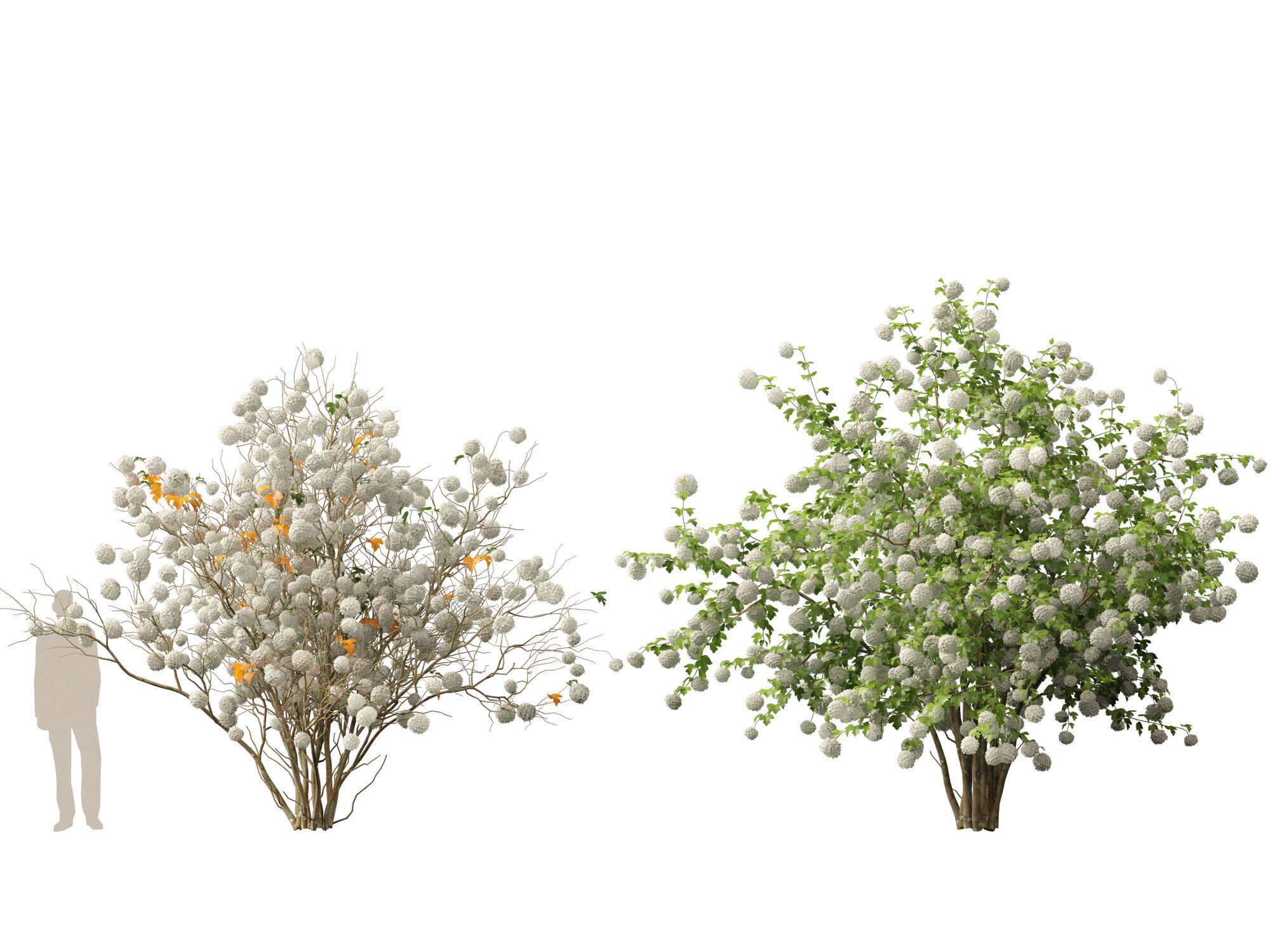 Highpoly Low poly - Viburnum opulus - Guelder Rose Low-poly 3D model_12