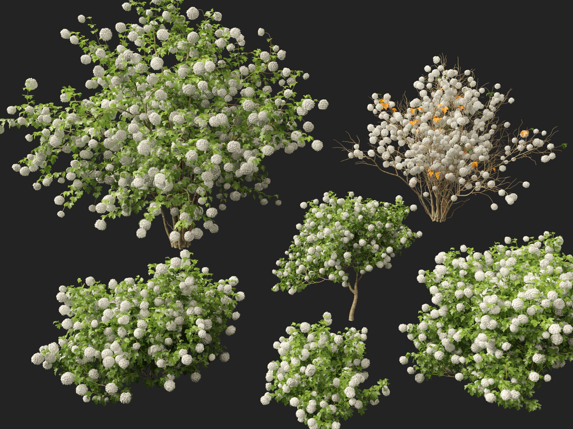 Highpoly Low poly - Viburnum opulus - Guelder Rose Low-poly 3D model_2