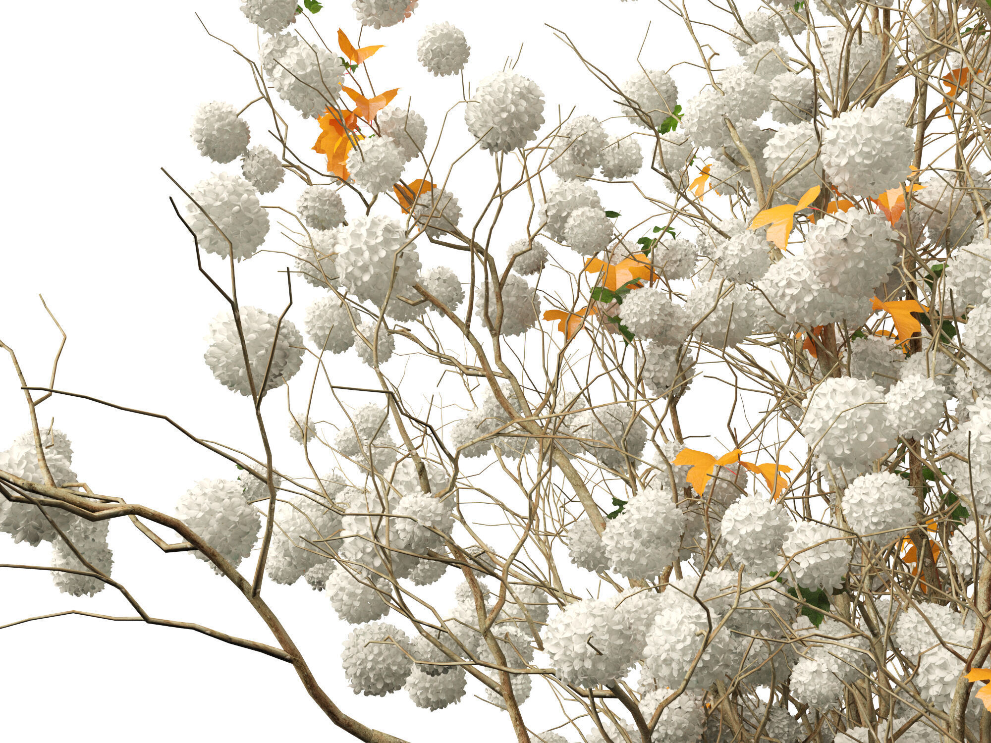 Highpoly Low poly - Viburnum opulus - Guelder Rose Low-poly 3D model_5