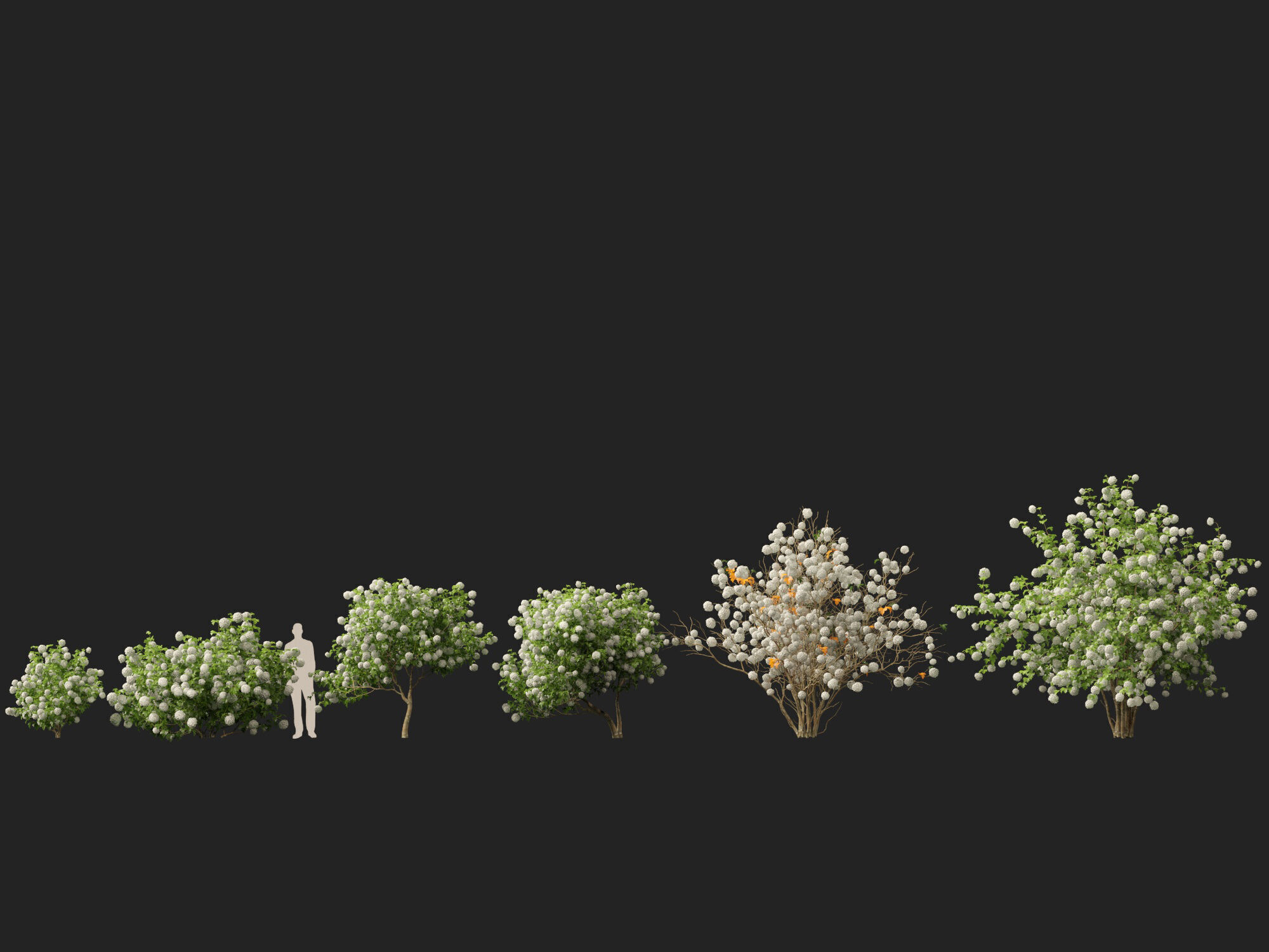 Highpoly Low poly - Viburnum opulus - Guelder Rose Low-poly 3D model_7