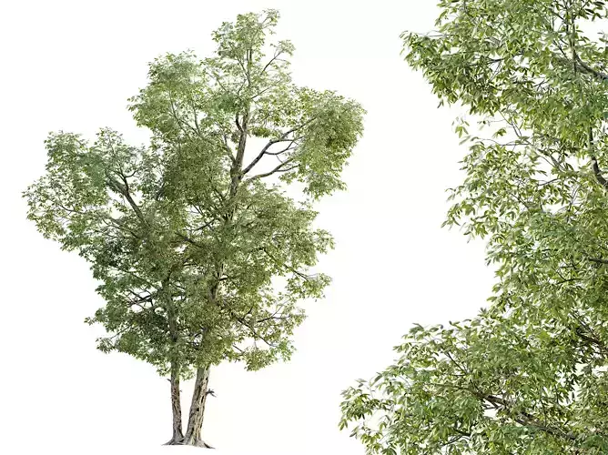 AV Plants Carya Glabra Ovalis Caryer Rouge Hickory04 3D model