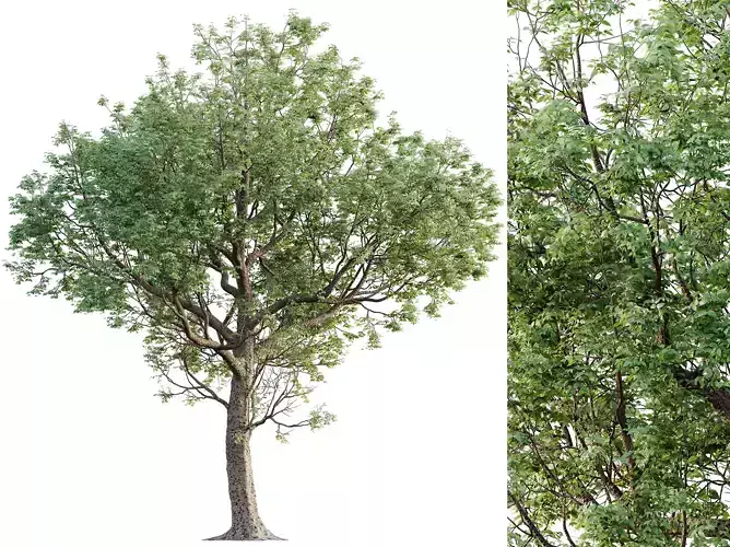 AV Plants Celtis laevigata Sugarberry Hackberry 3D model