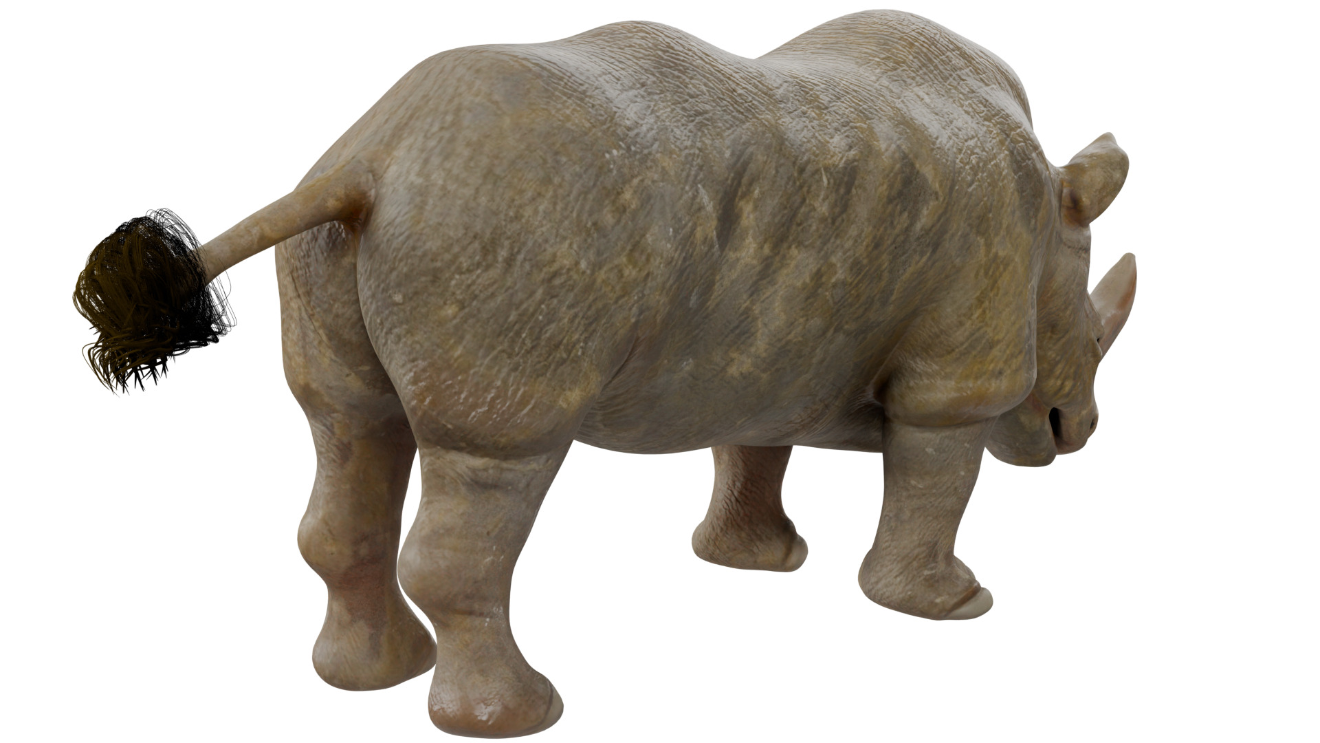 Rhinoceros 3D model_4