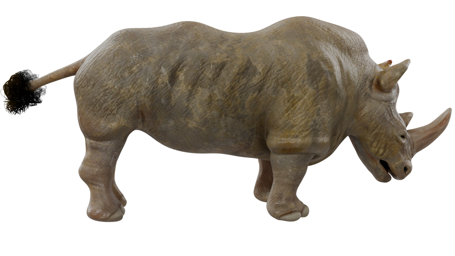 Rhinoceros 3D model_5