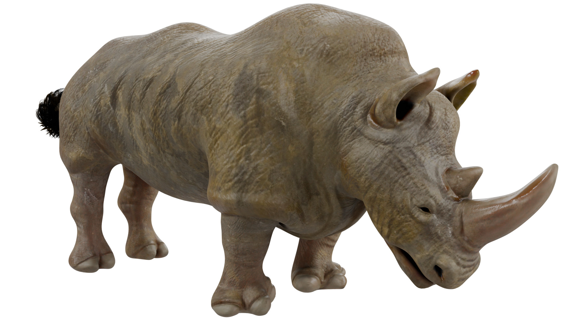 Rhinoceros 3D model_6
