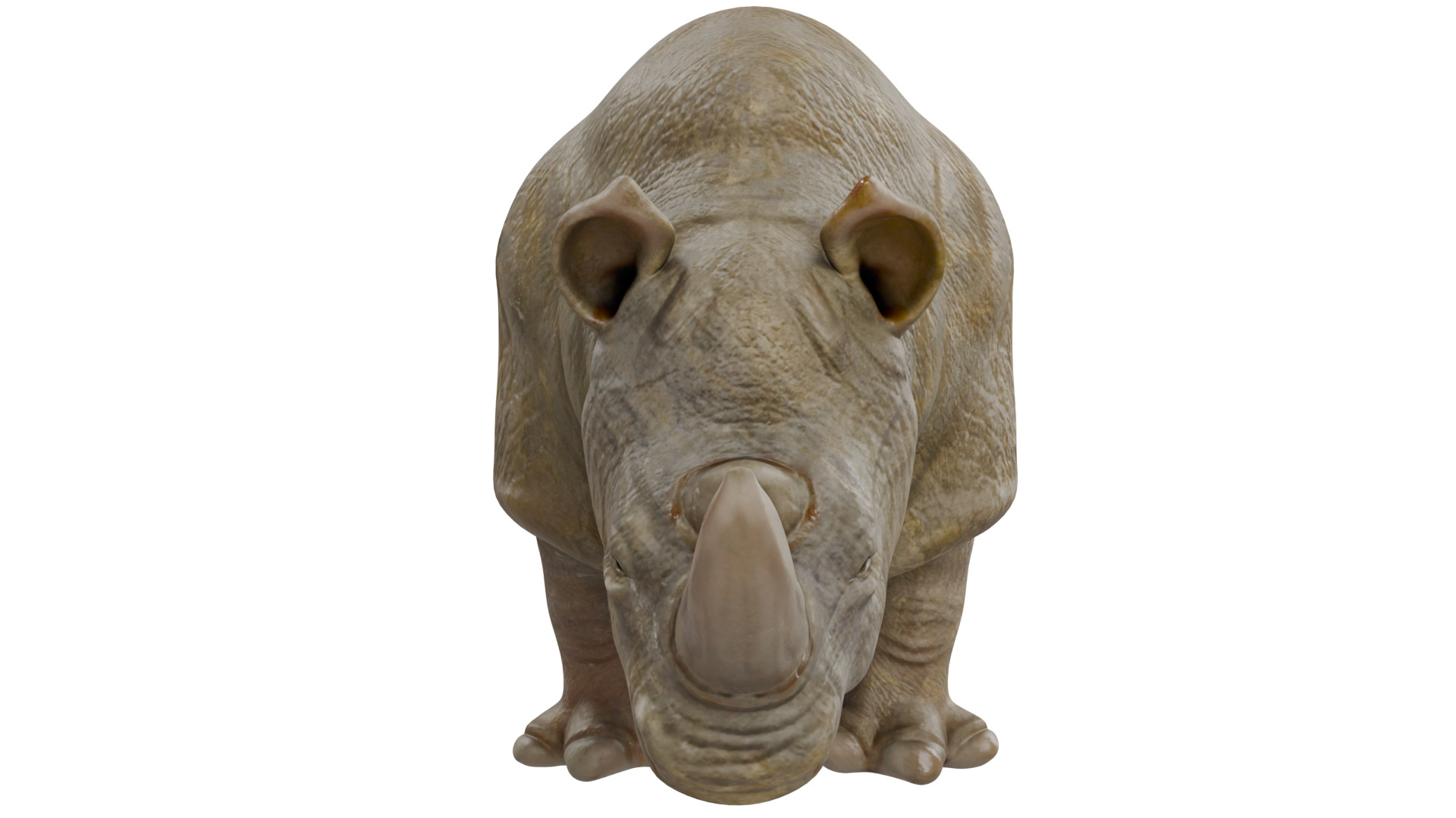 Rhinoceros 3D model_7