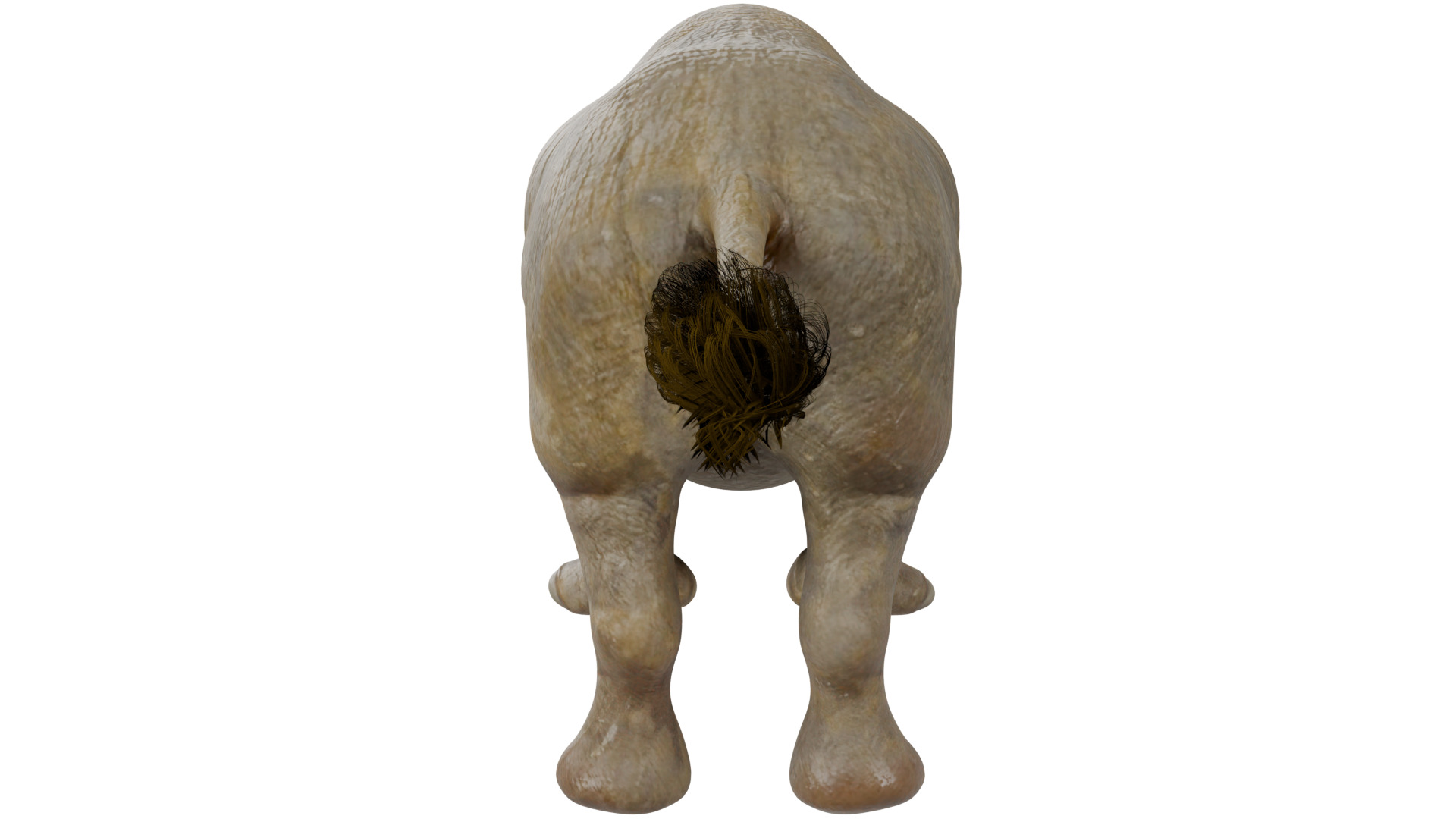 Rhinoceros 3D model_3