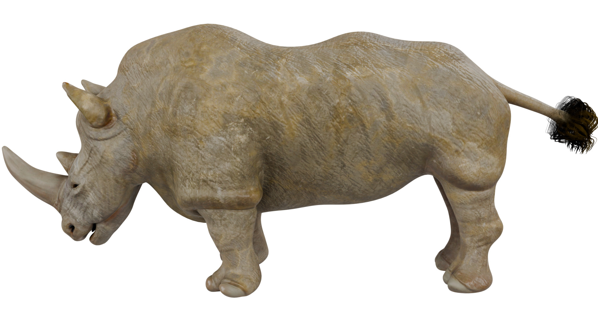 Rhinoceros 3D model_1