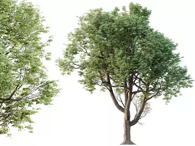 AV Plants Celtis laevigata Sugarberry Hackberry02 3D model
