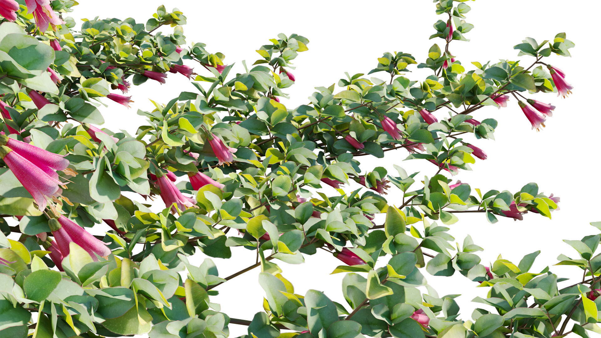 Correa reflexa - Native Fuchsia - Grevillea wilsonii 01- GrowFX 3D model_9