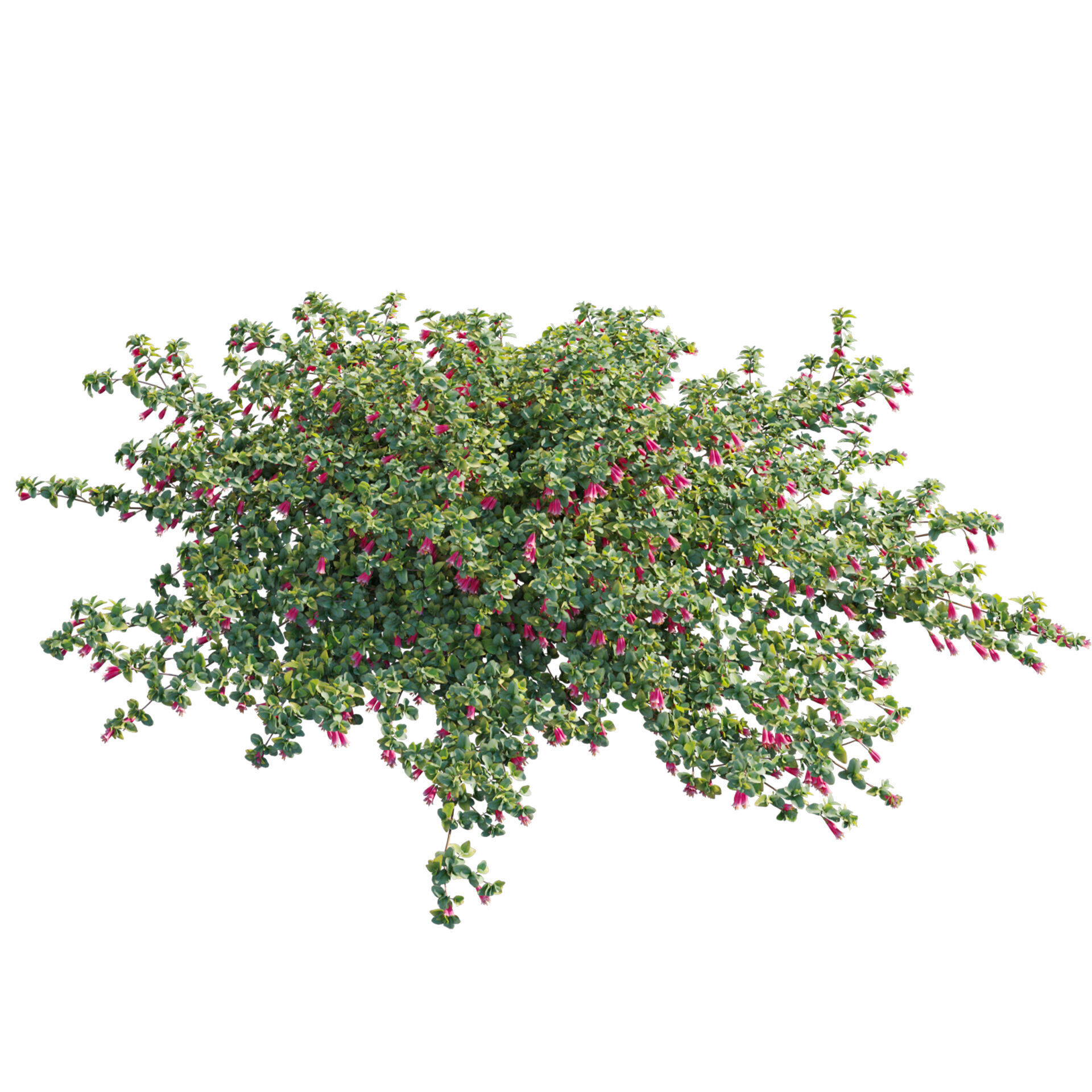 Correa reflexa - Native Fuchsia - Grevillea wilsonii 01- GrowFX 3D model_2