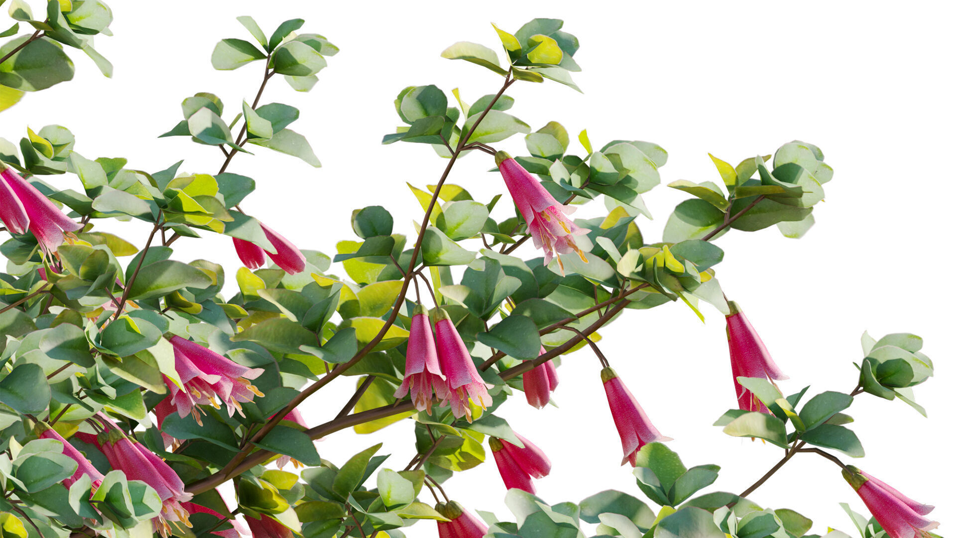 Correa reflexa - Native Fuchsia - Grevillea wilsonii 01- GrowFX 3D model_7