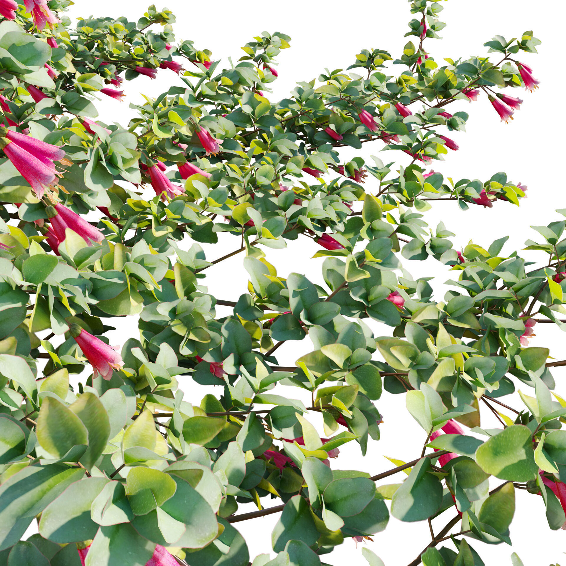 Correa reflexa - Native Fuchsia - Grevillea wilsonii 01- GrowFX 3D model_4