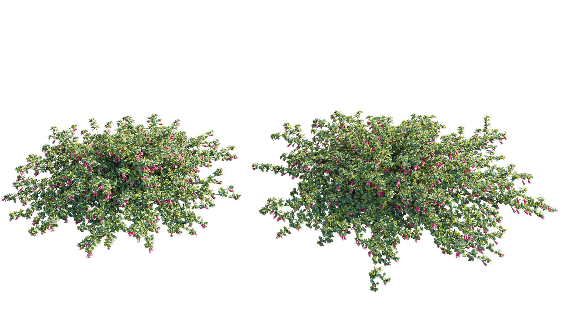 Correa reflexa - Native Fuchsia - Grevillea wilsonii 01- GrowFX 3D model_6