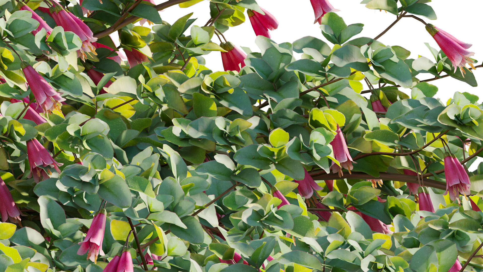 Correa reflexa - Native Fuchsia - Grevillea wilsonii 01- GrowFX 3D model_8