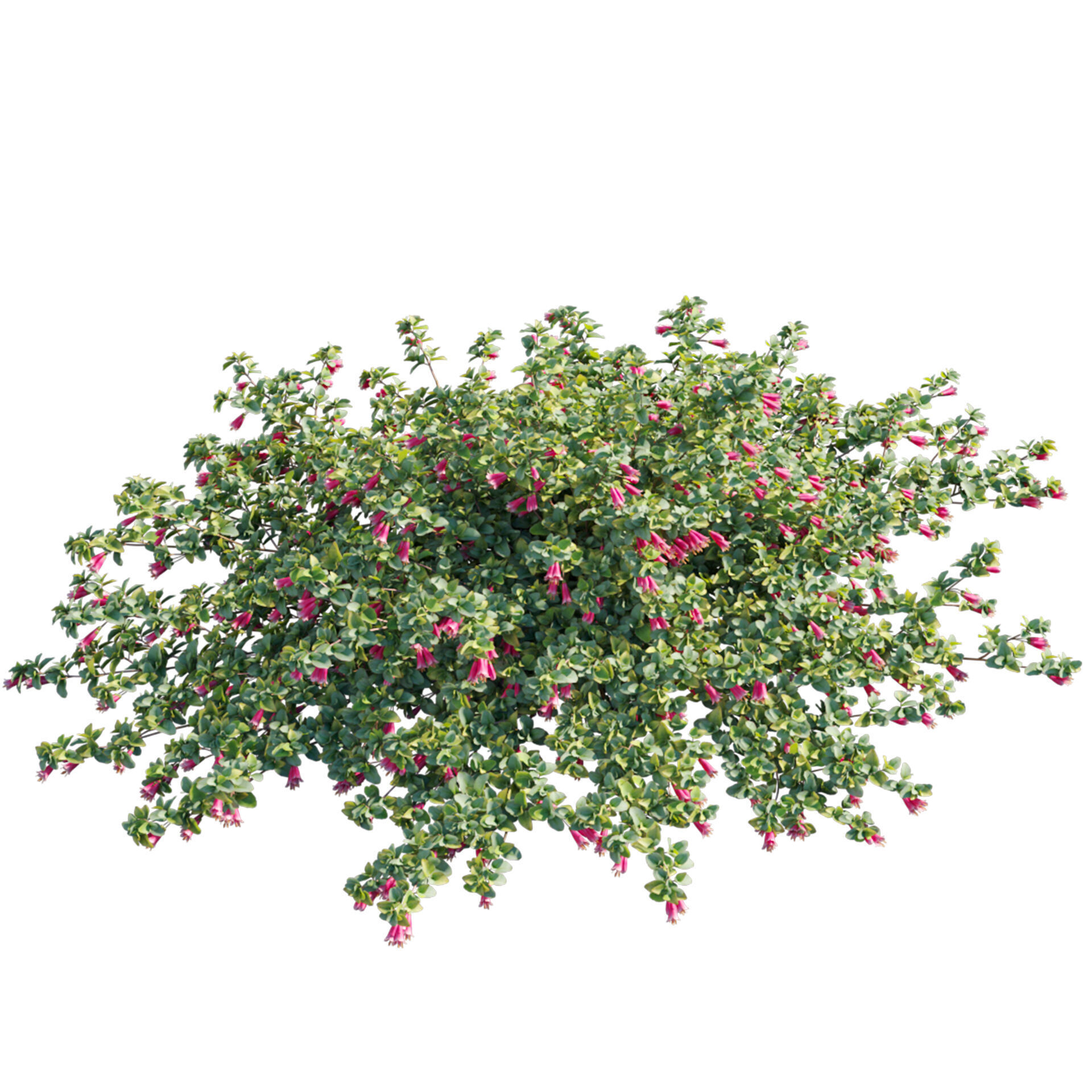 Correa reflexa - Native Fuchsia - Grevillea wilsonii 01- GrowFX 3D model_1