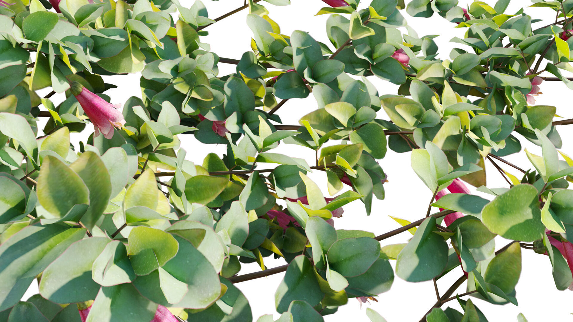 Correa reflexa - Native Fuchsia - Grevillea wilsonii 01- GrowFX 3D model_10