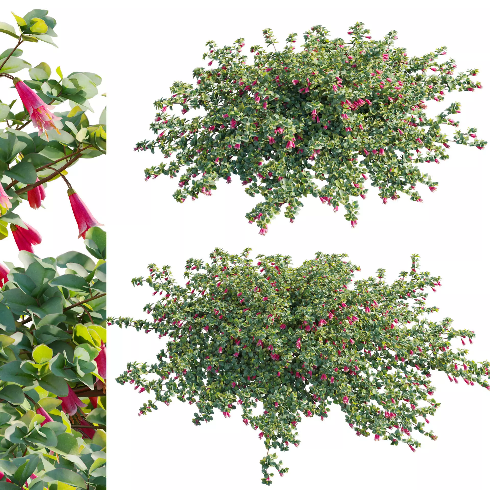 Correa reflexa - Native Fuchsia - Grevillea wilsonii 01- GrowFX 3D model_0