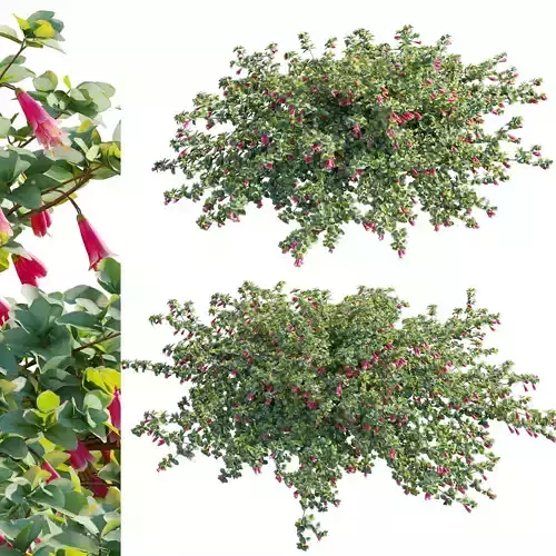 Correa reflexa - Native Fuchsia - Grevillea wilsonii 01- GrowFX