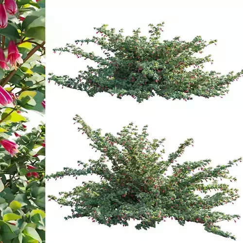 Correa reflexa - Native Fuchsia - Grevillea wilsonii 02- GrowFX