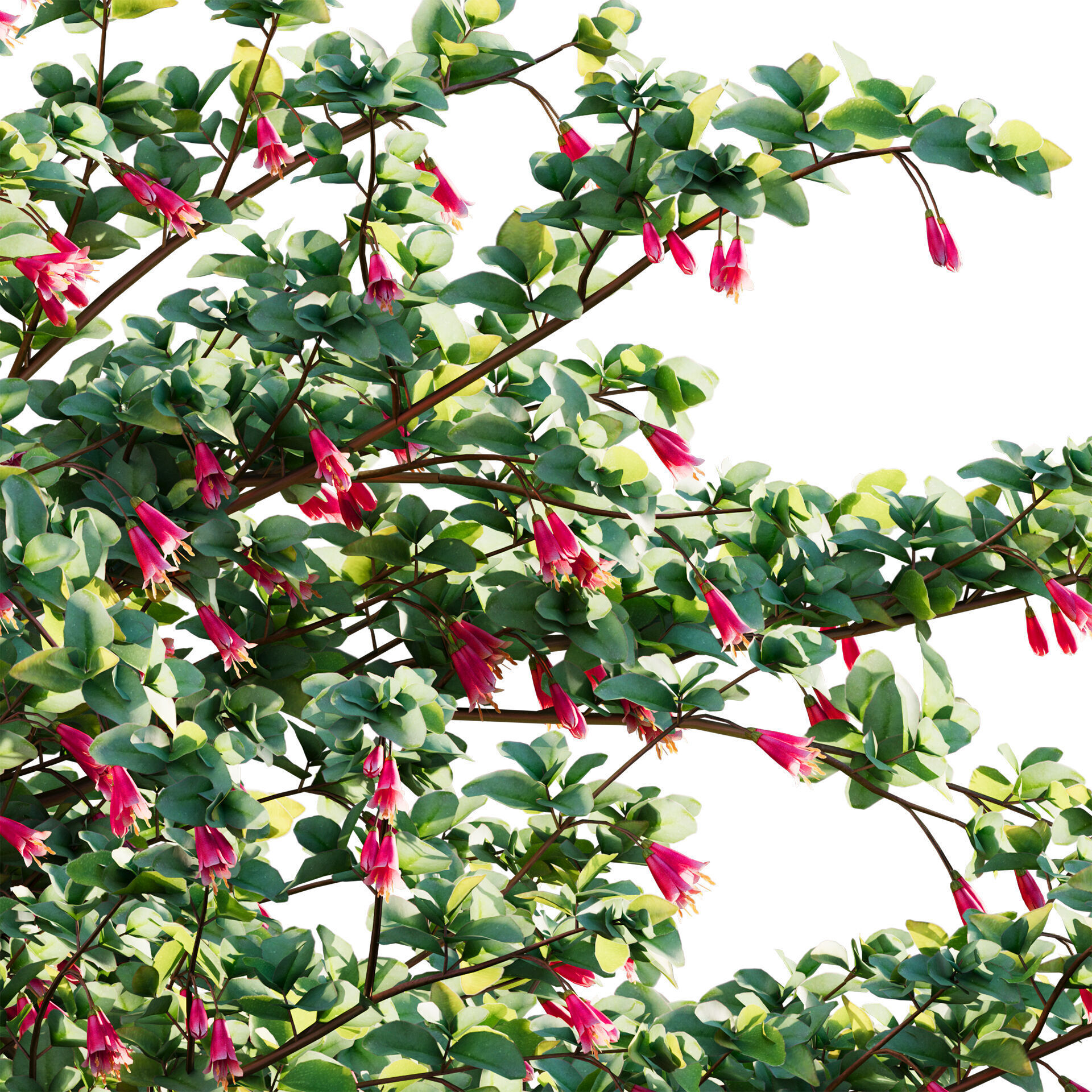 Correa reflexa - Native Fuchsia - Grevillea wilsonii 03 - GrowFX 3D model_3