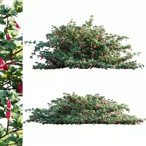 Correa reflexa - Native Fuchsia - Grevillea wilsonii 03 - GrowFX