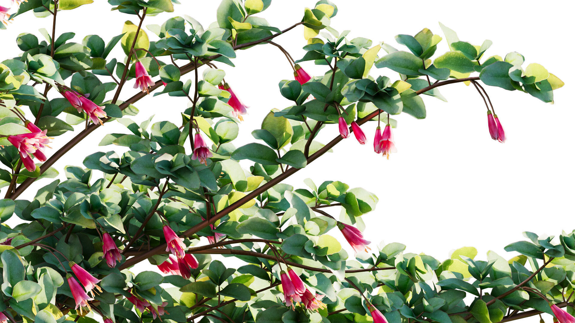 Correa reflexa - Native Fuchsia - Grevillea wilsonii 03 - GrowFX 3D model_7