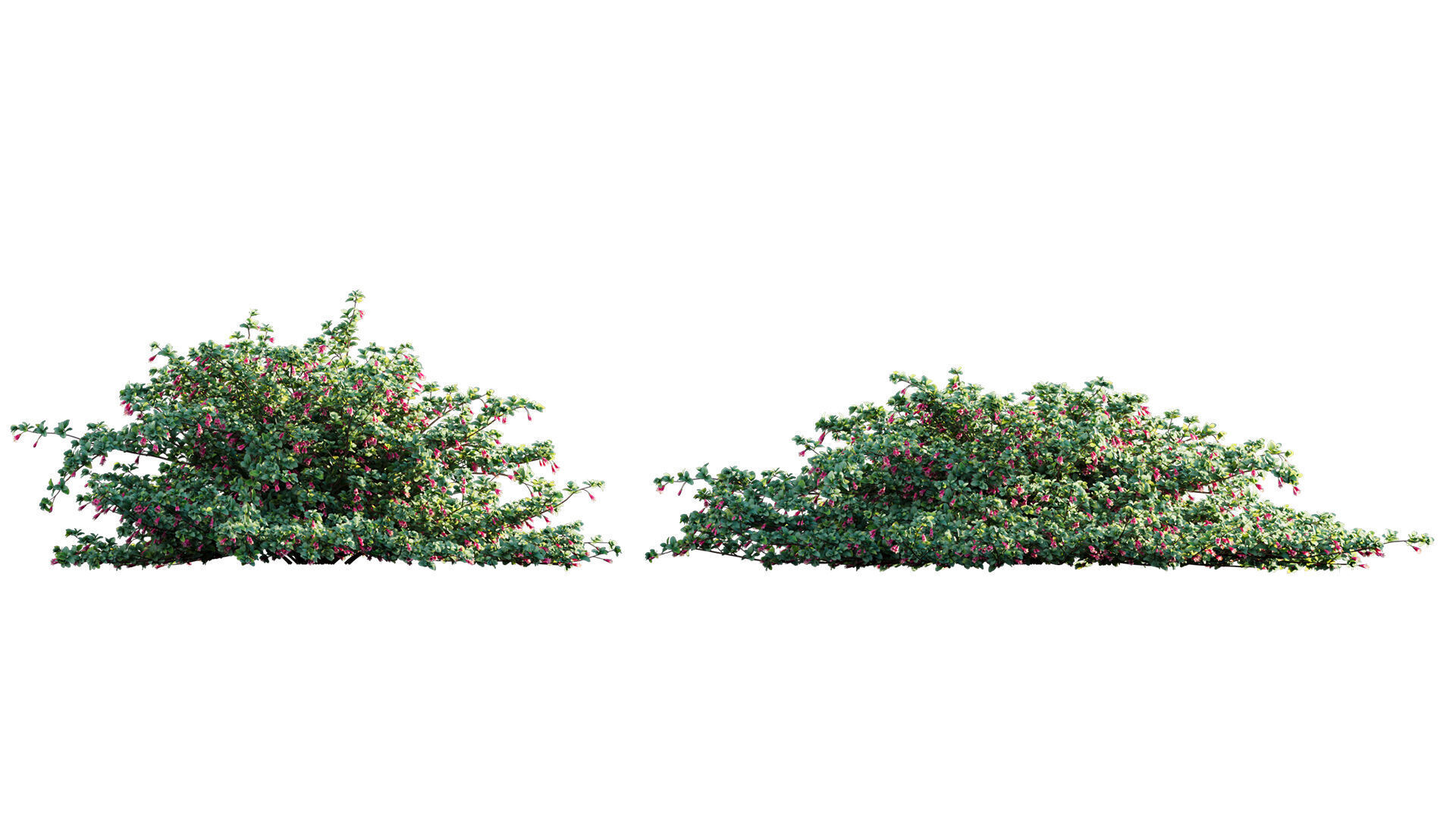 Correa reflexa - Native Fuchsia - Grevillea wilsonii 03 - GrowFX 3D model_6