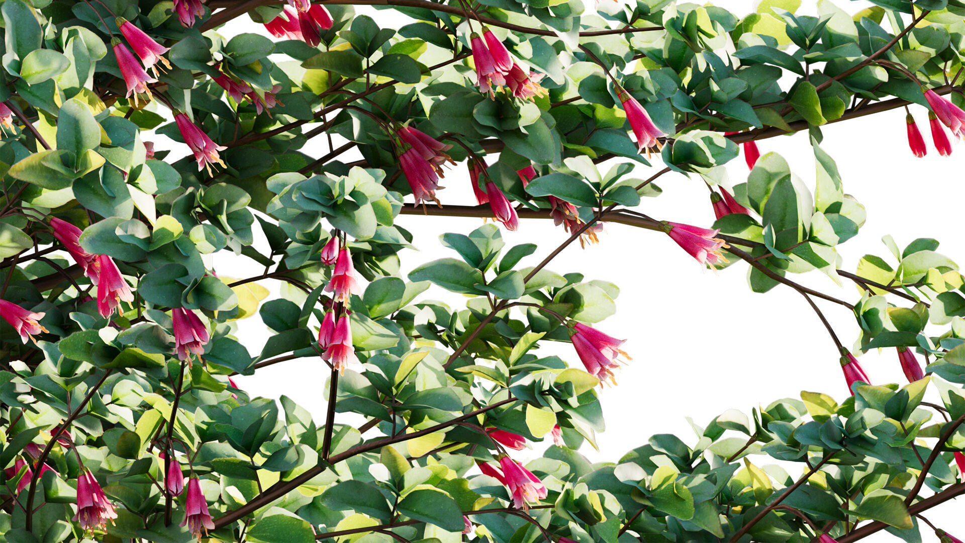 Correa reflexa - Native Fuchsia - Grevillea wilsonii 03 - GrowFX 3D model_8