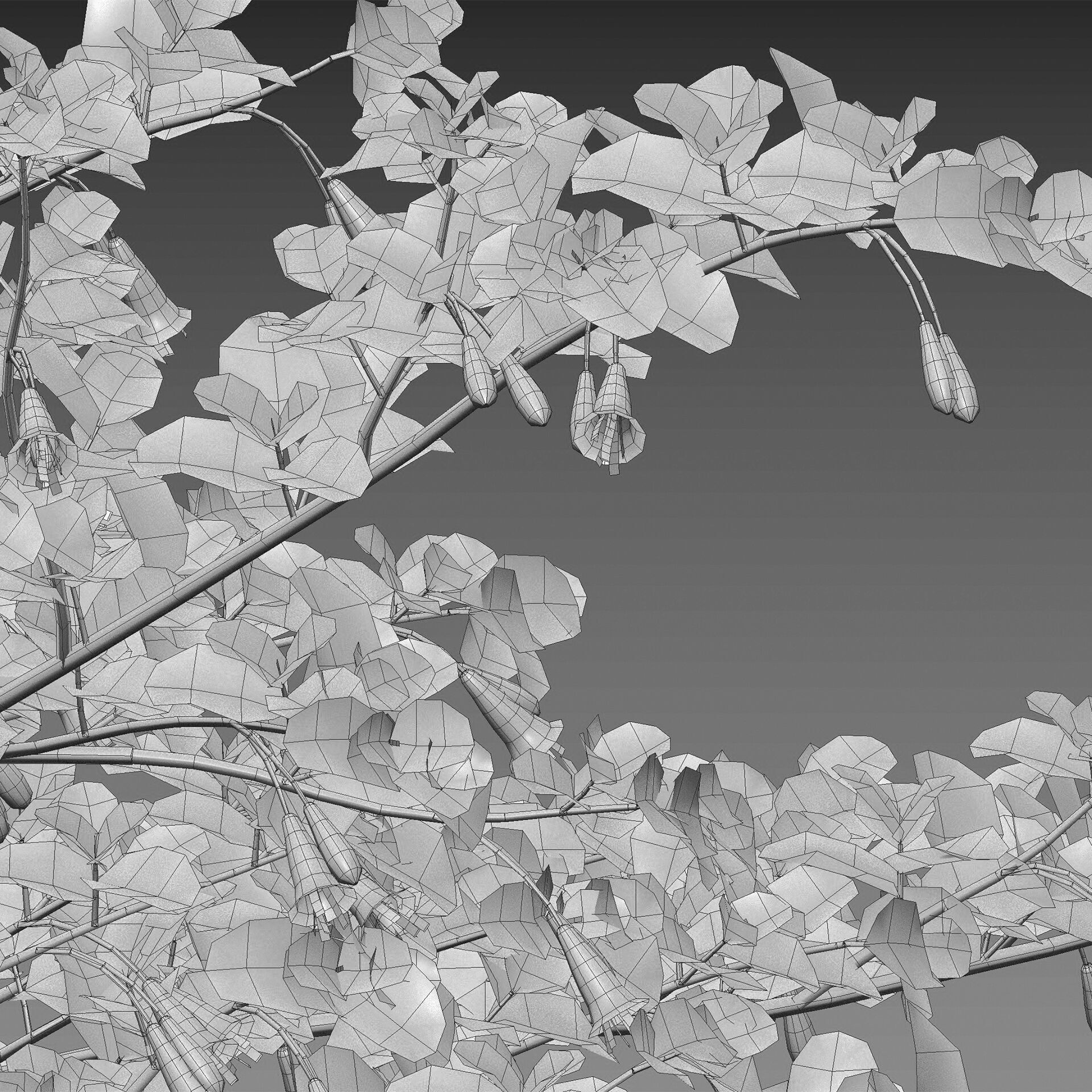 Correa reflexa - Native Fuchsia - Grevillea wilsonii 03 - GrowFX 3D model_5