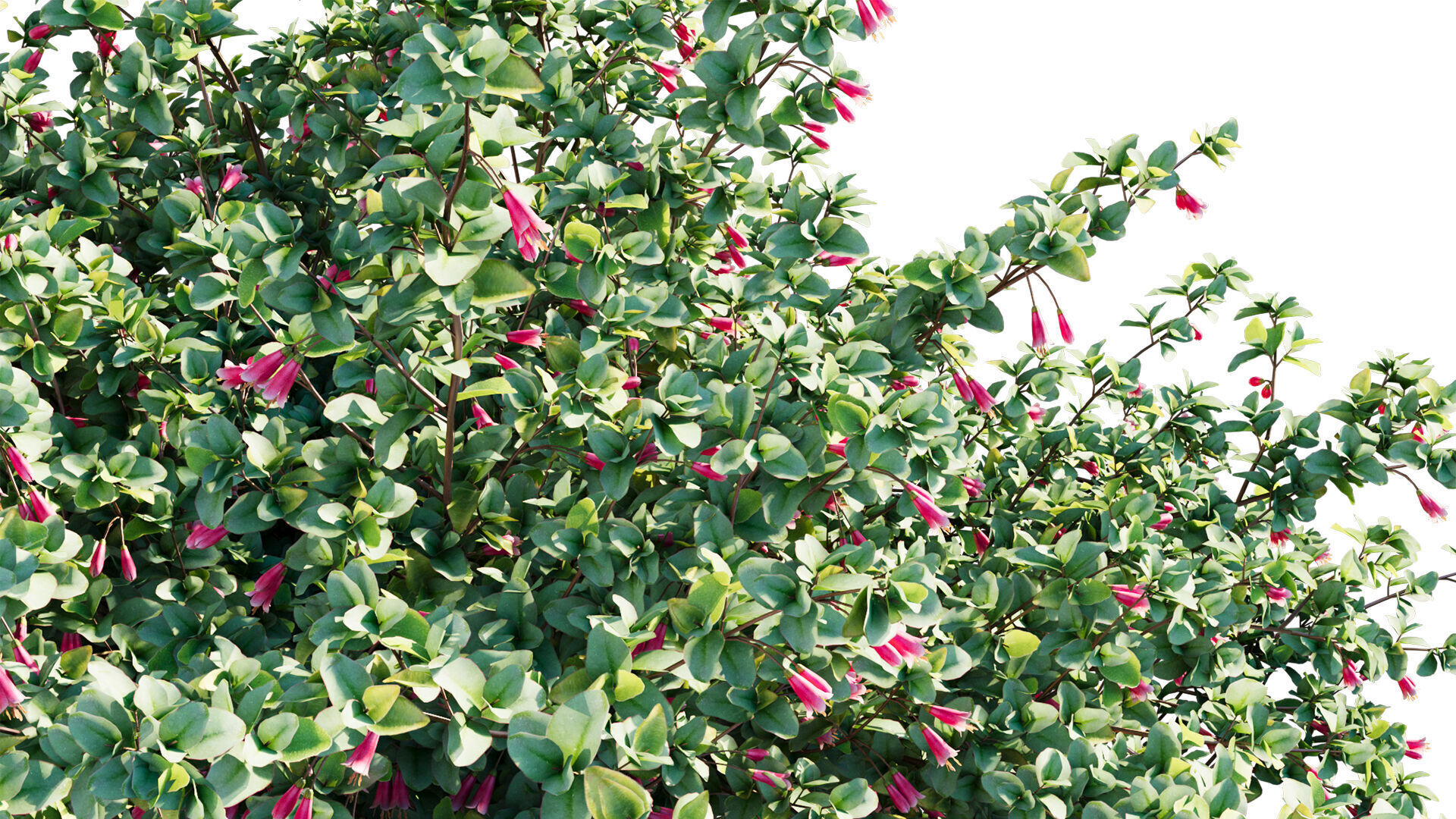 Correa reflexa - Native Fuchsia - Grevillea wilsonii 03 - GrowFX 3D model_9