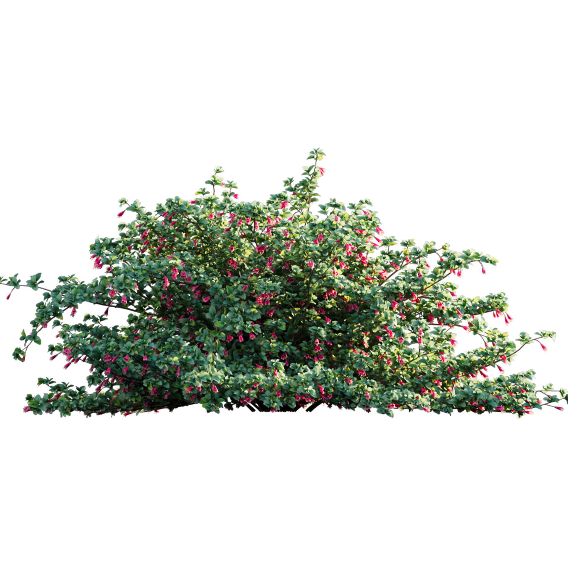 Correa reflexa - Native Fuchsia - Grevillea wilsonii 03 - GrowFX 3D model_1