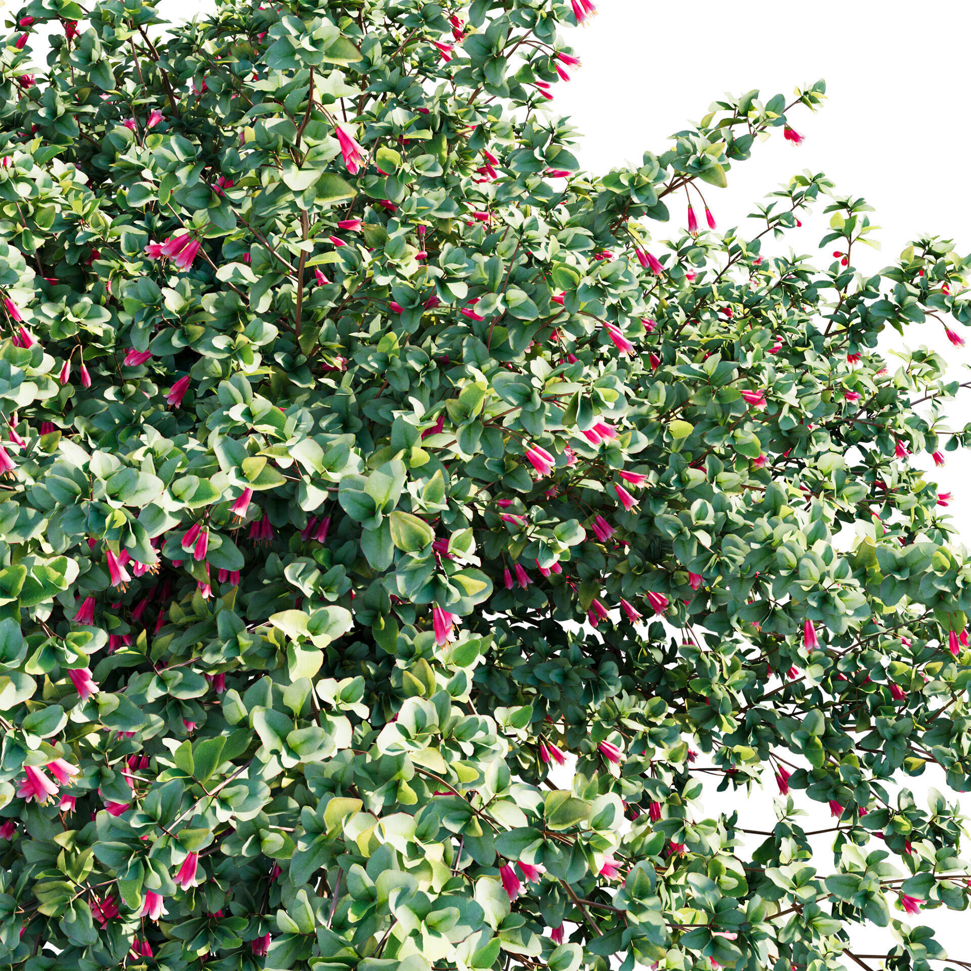 Correa reflexa - Native Fuchsia - Grevillea wilsonii 03 - GrowFX 3D model_4