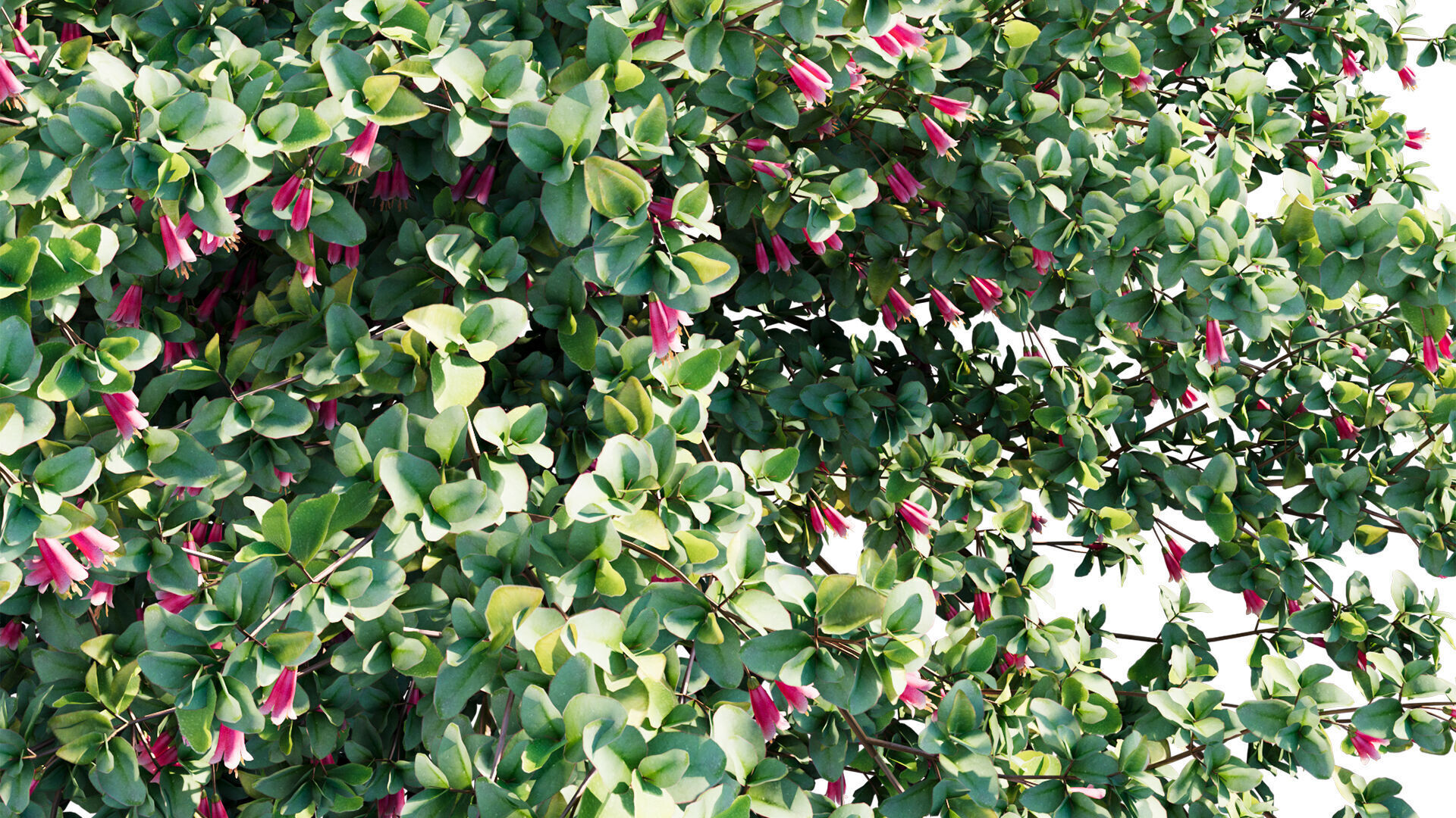 Correa reflexa - Native Fuchsia - Grevillea wilsonii 03 - GrowFX 3D model_10